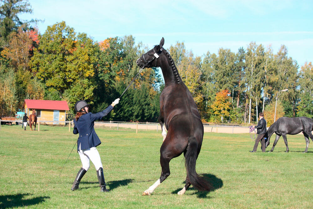 girl is holding a horse with reins