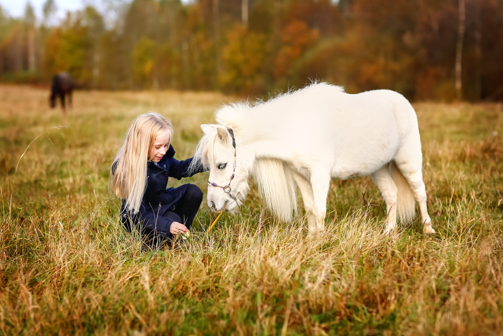 girl petting white pony