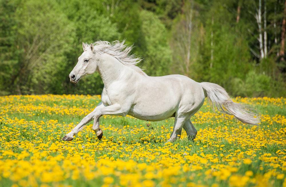 graceful white horse running in meadow