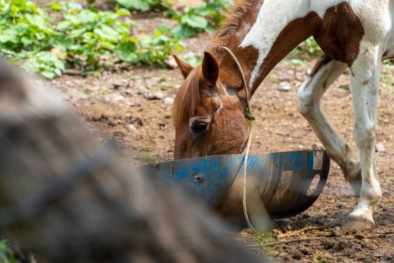 What Is a Grade Horse? • Horsezz