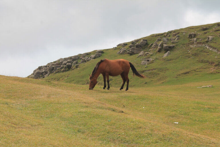 grade horse is grazing on the hills