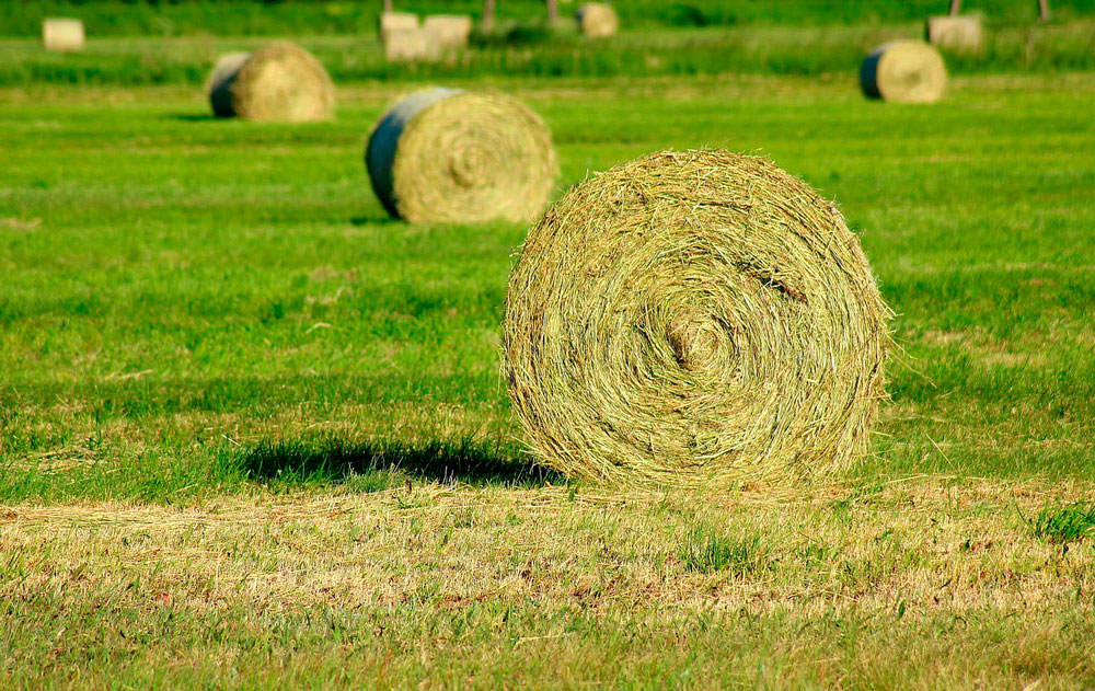 grass hay is resting on grass