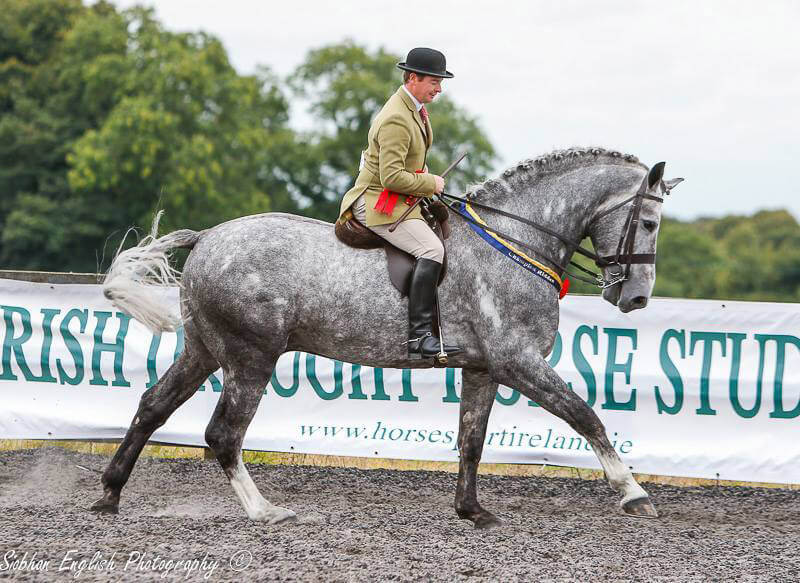 grey Irish Draught is performing in dressage