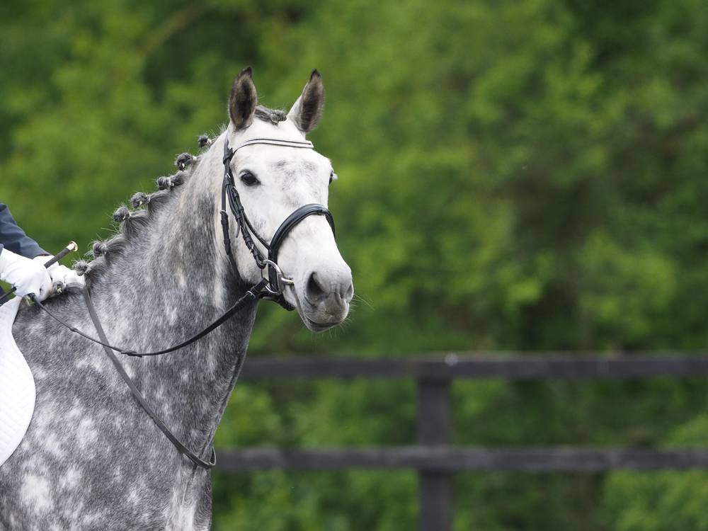 grey horse in the dressage ring