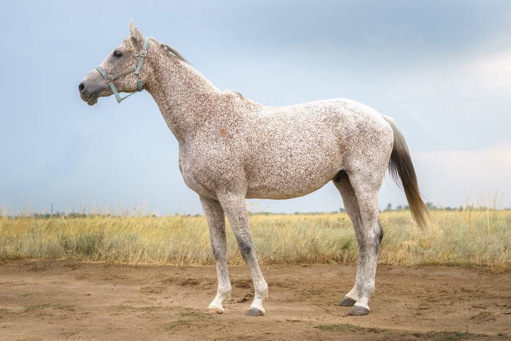 grey horse with flea bites