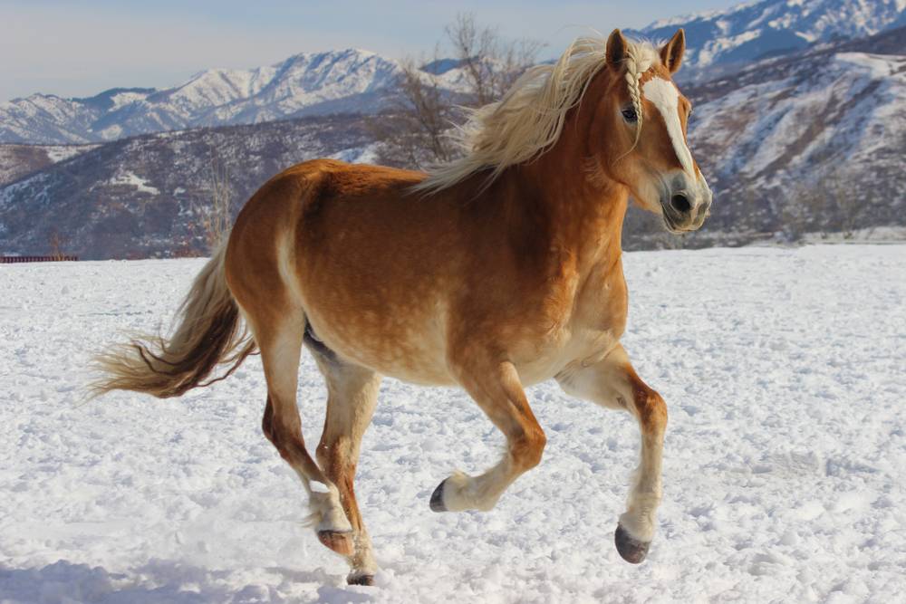 haflinger runs gallop through the snow