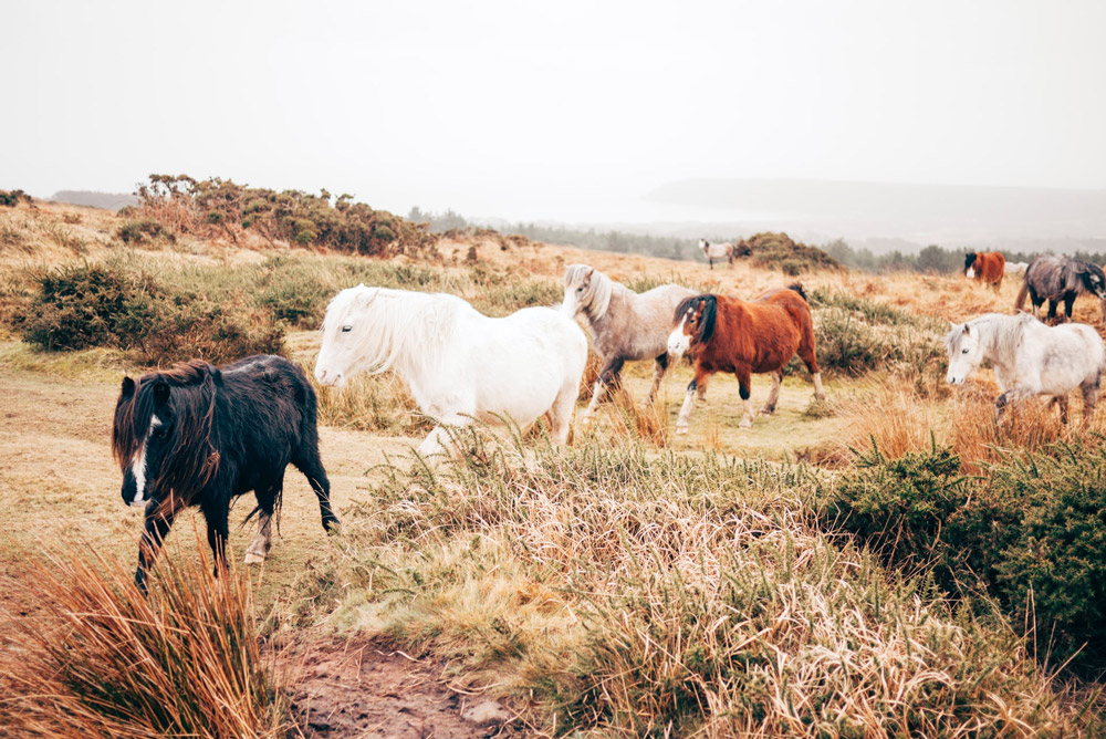 herd of ponies are walking around