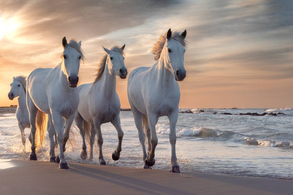 herd of white horses walking on beach