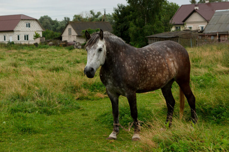 How to Hobble a Horse The Definitive Guide • Horsezz