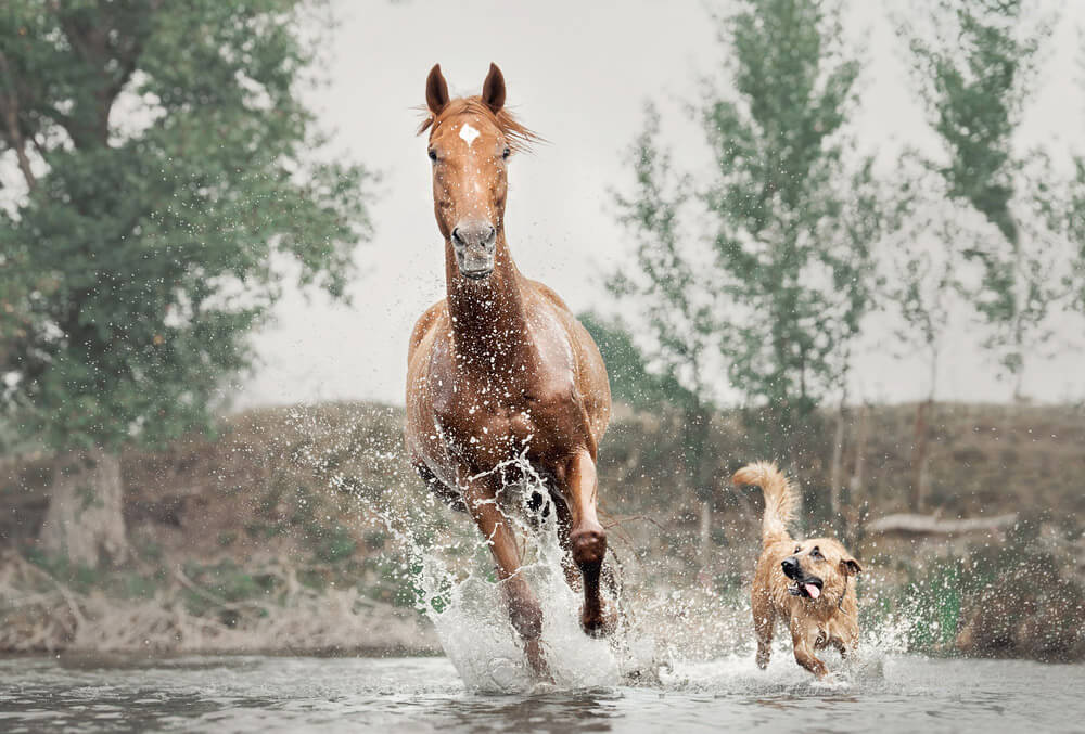 horse and dog are having fun together