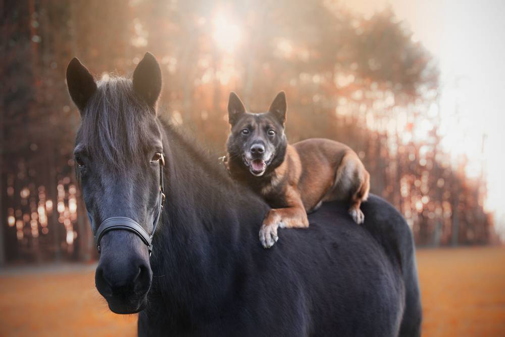 horse and dog posing together