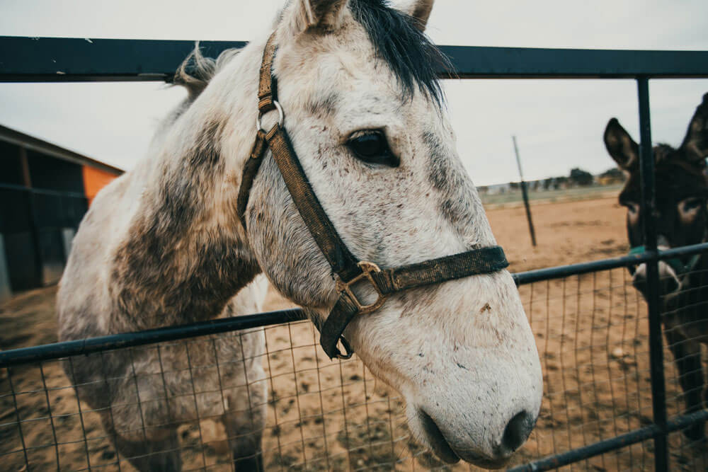 horse and donkey are behind the fence