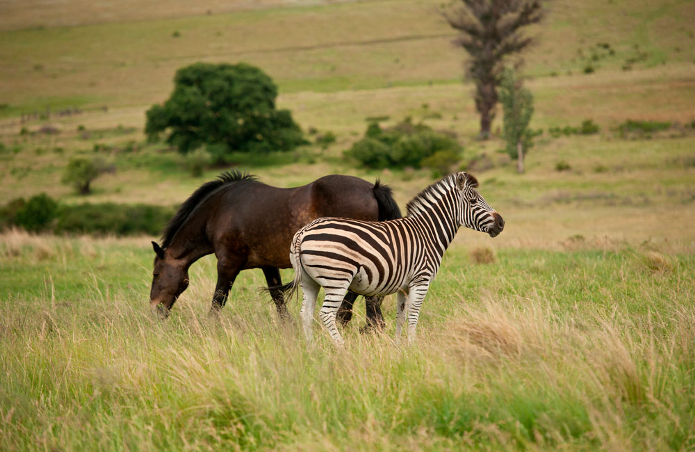 horse and zebra grazing around