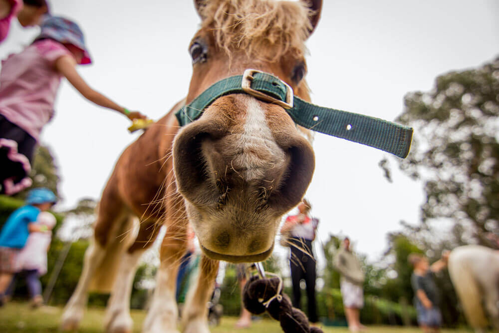 horse at the party close up