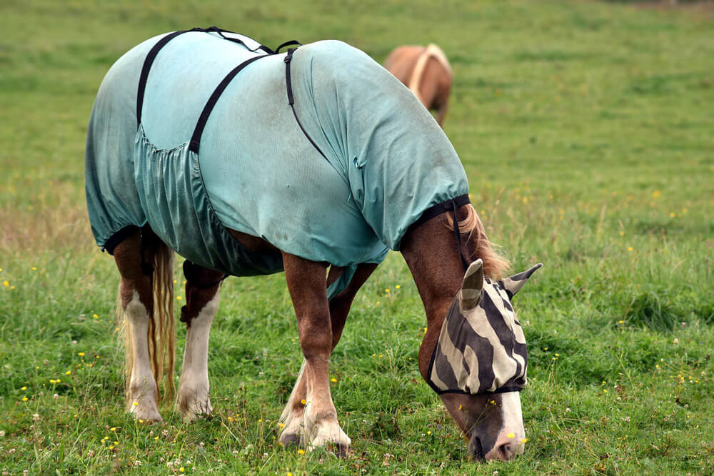 horse blanket body and head protected