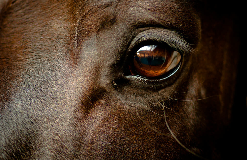 horse brown eye close up