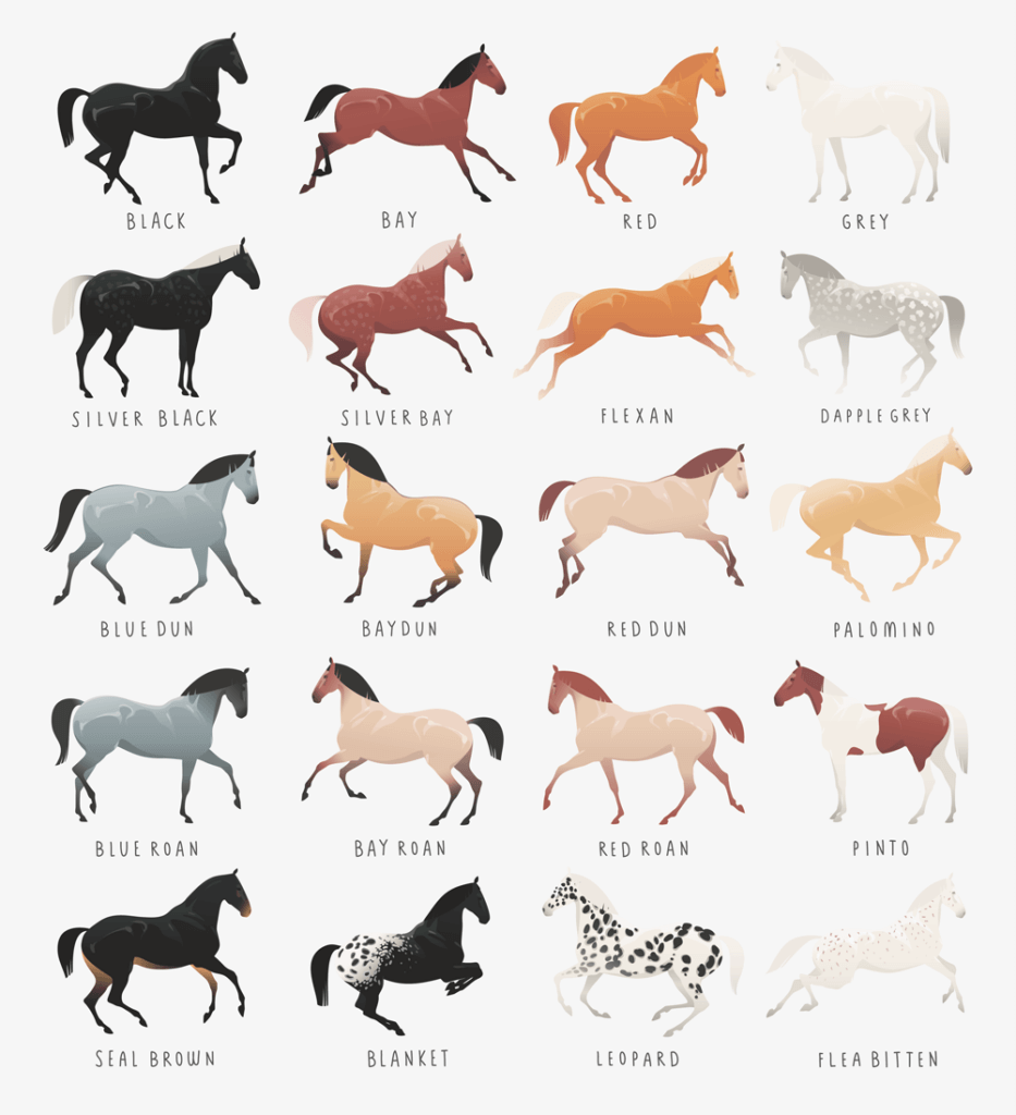 horse coat color chart