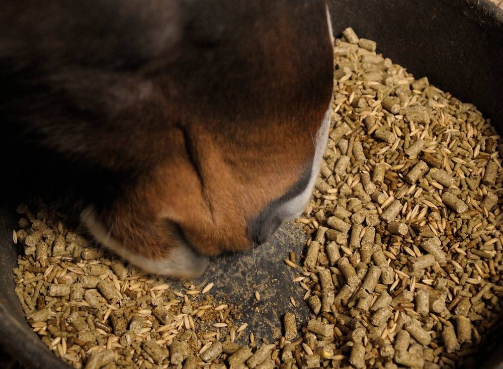 horse eating grain in bucket