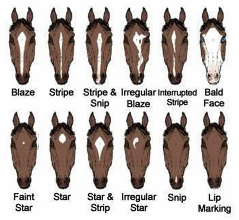 12 Most Popular Horse Colors • Horsezz