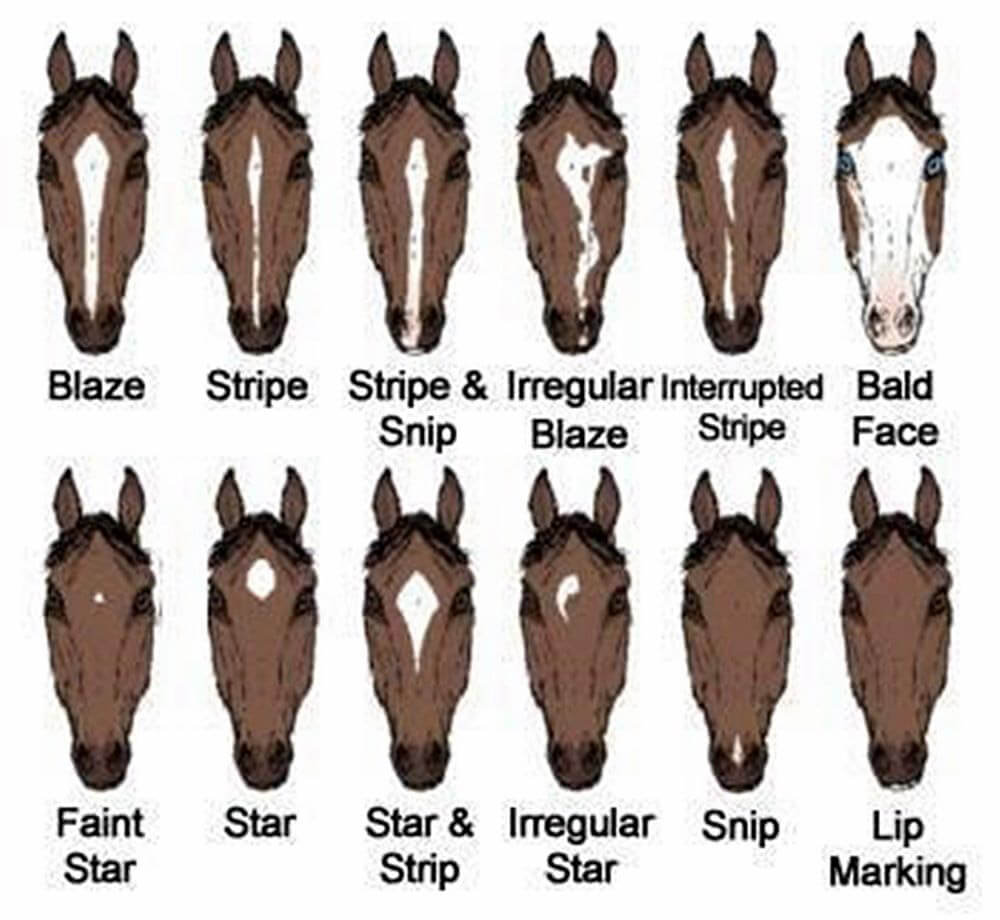 horse face markings list