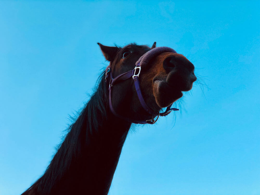 horse from funny angle