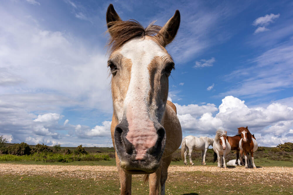 horse funny face close up