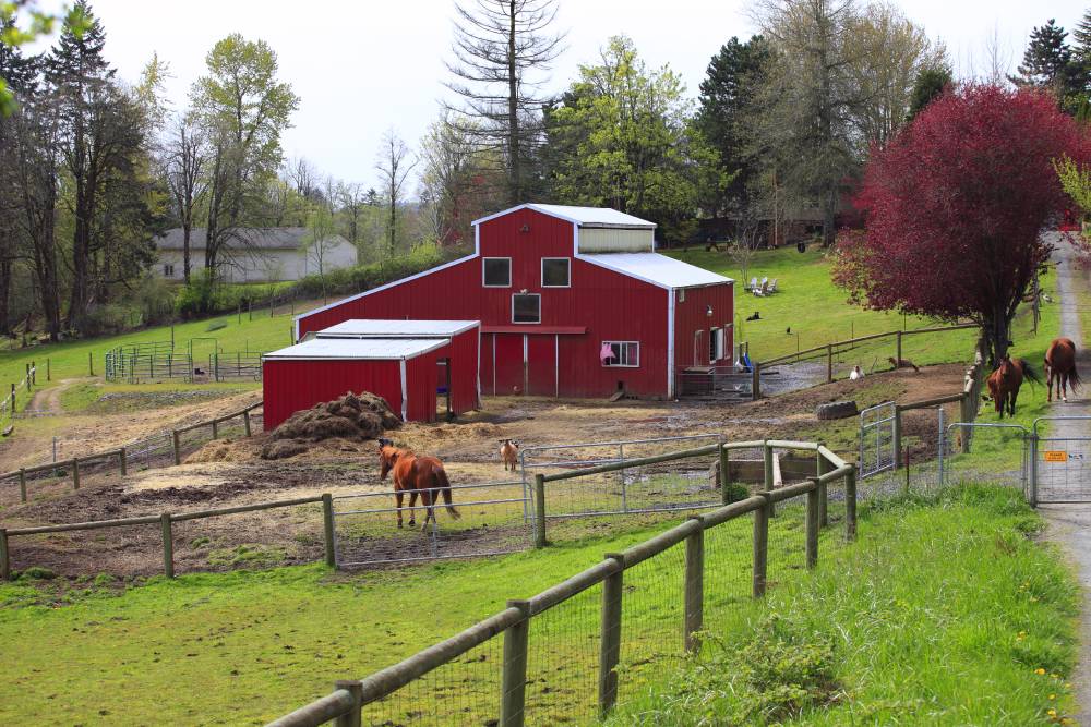 horse grazing near red barn