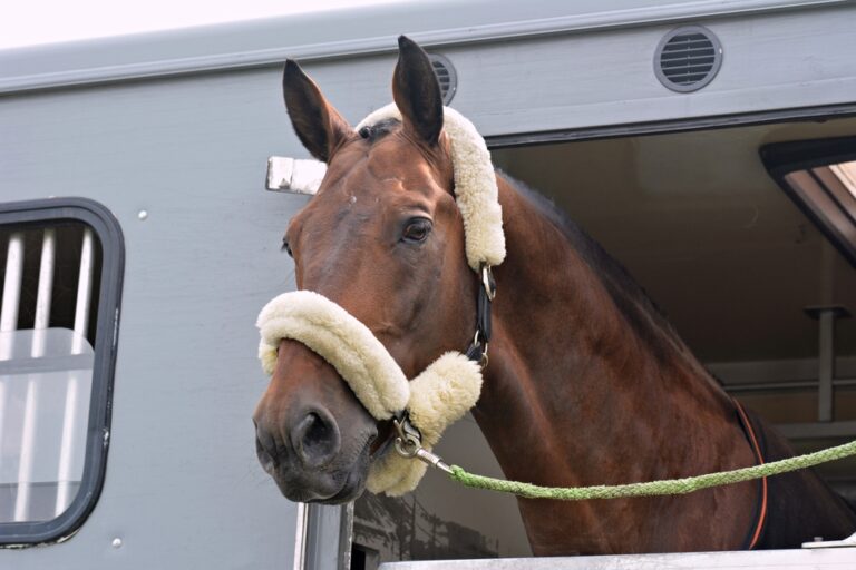 How Much Does a Horse Trailer Cost? • Horsezz