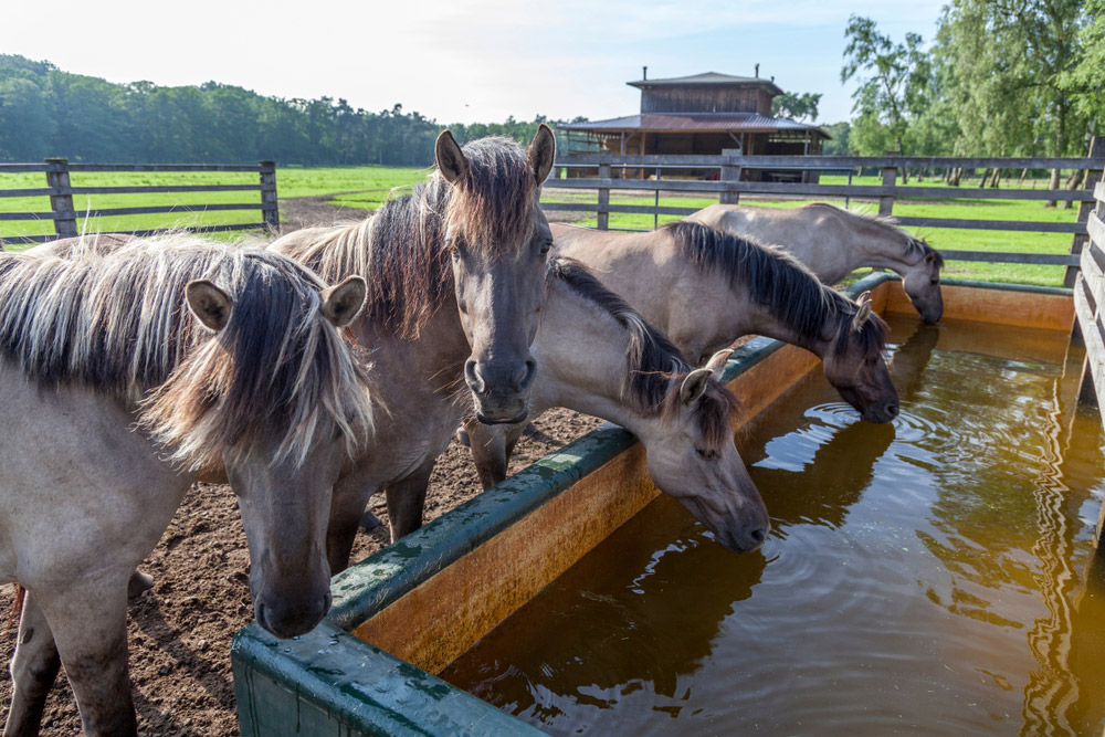 horse herd drinking water