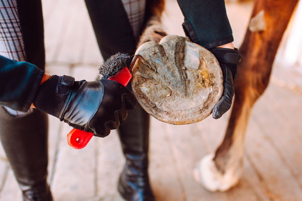 horse hoof frog close view