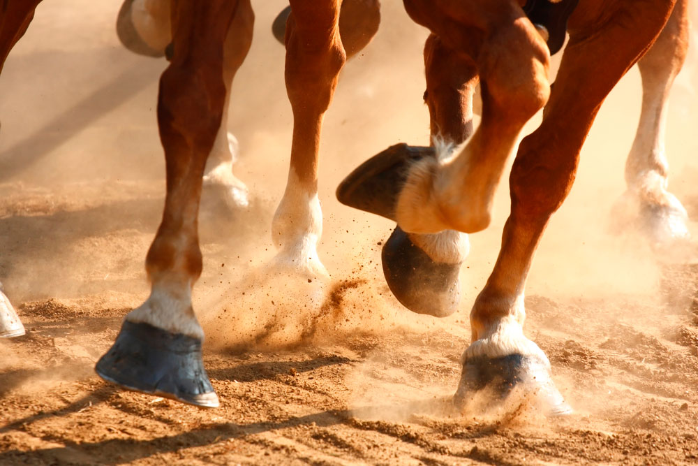 horse hooves running close view