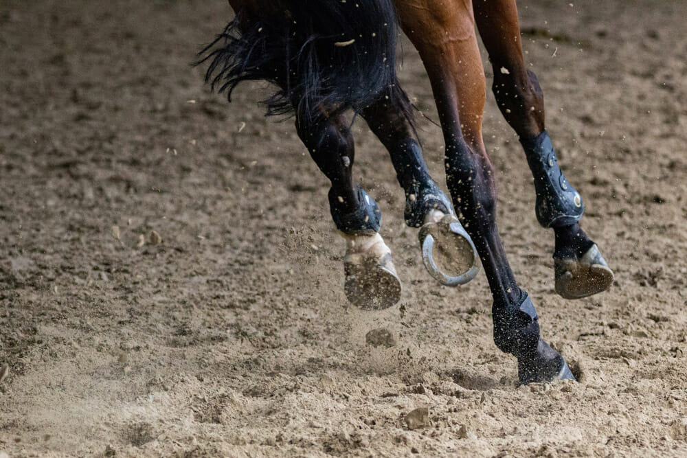 horse hooves with iron shoes