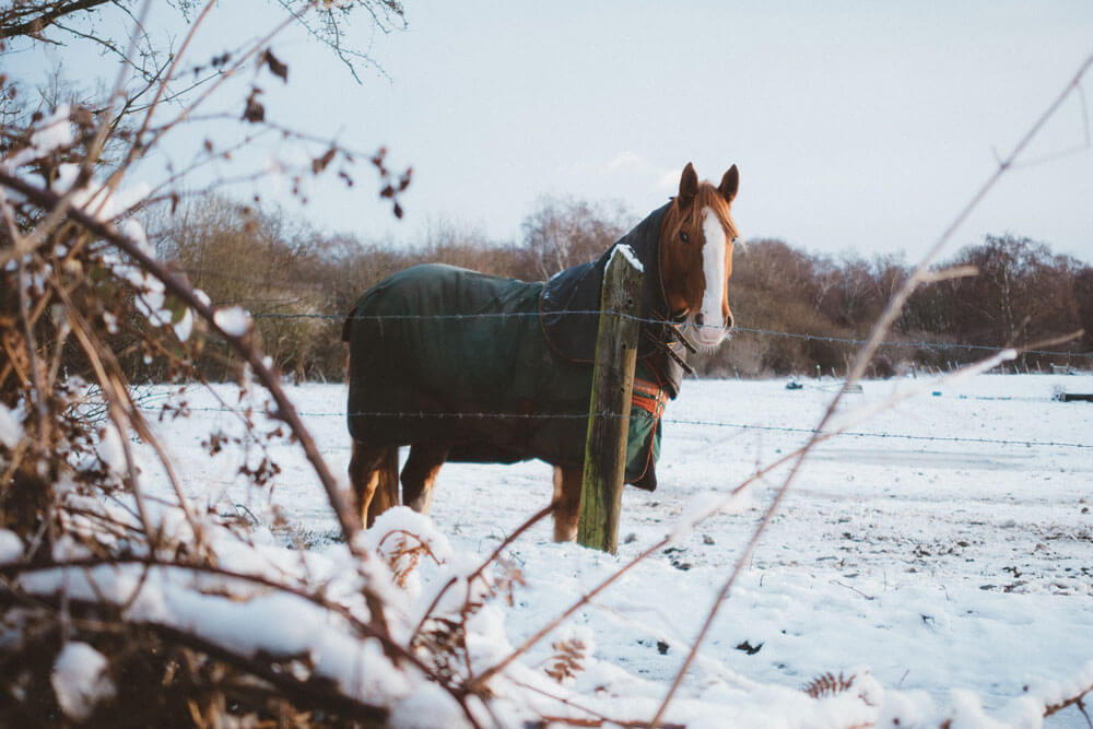 horse in blanket in winter