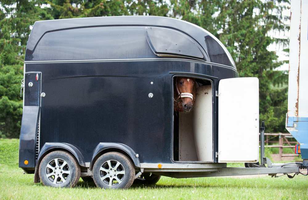 horse in small trailer