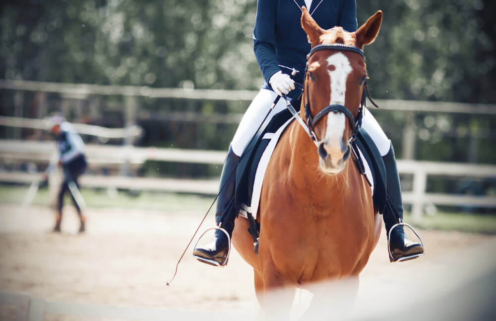 horse is being trained for competitions