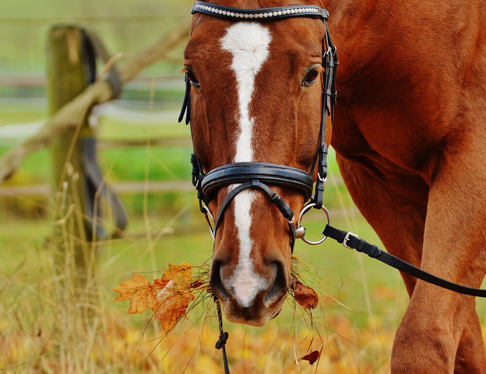 horse is chewing close up