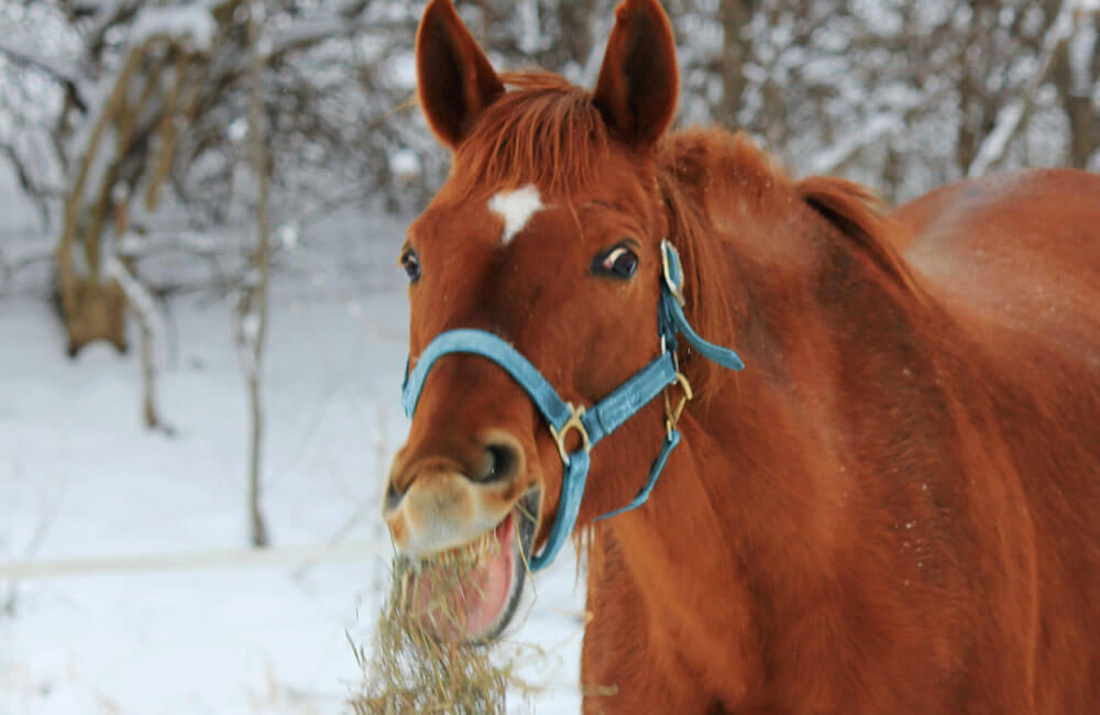 horse is chewing hay on snow