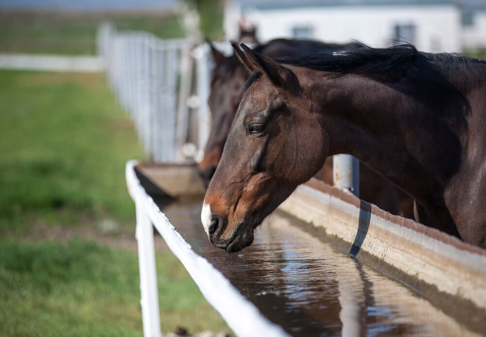 horse is drinking water