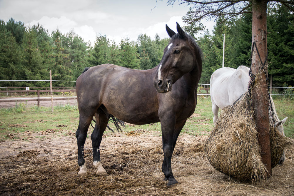 horse is eating hay from hay bag