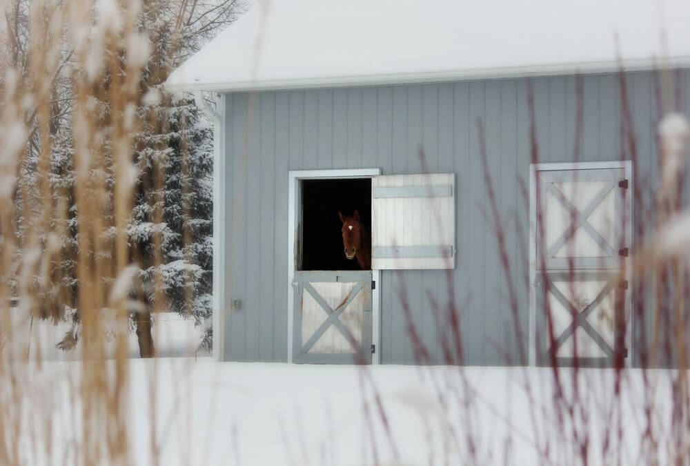 horse is hiding in stalls in winter