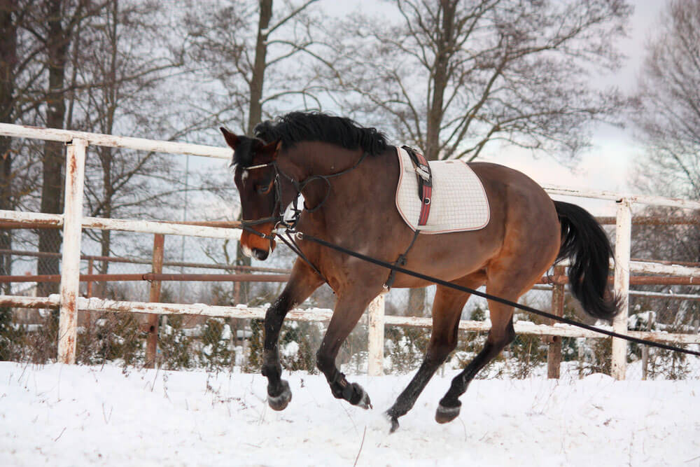 horse is learning lunging