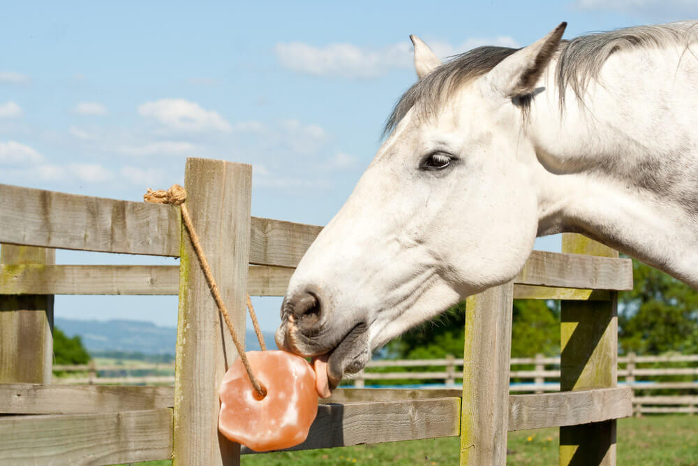horse is licking a salt rock on a rope
