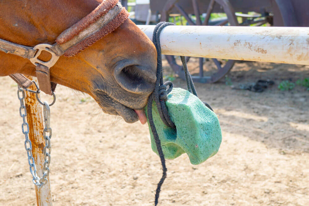horse is licking green salt on the rope