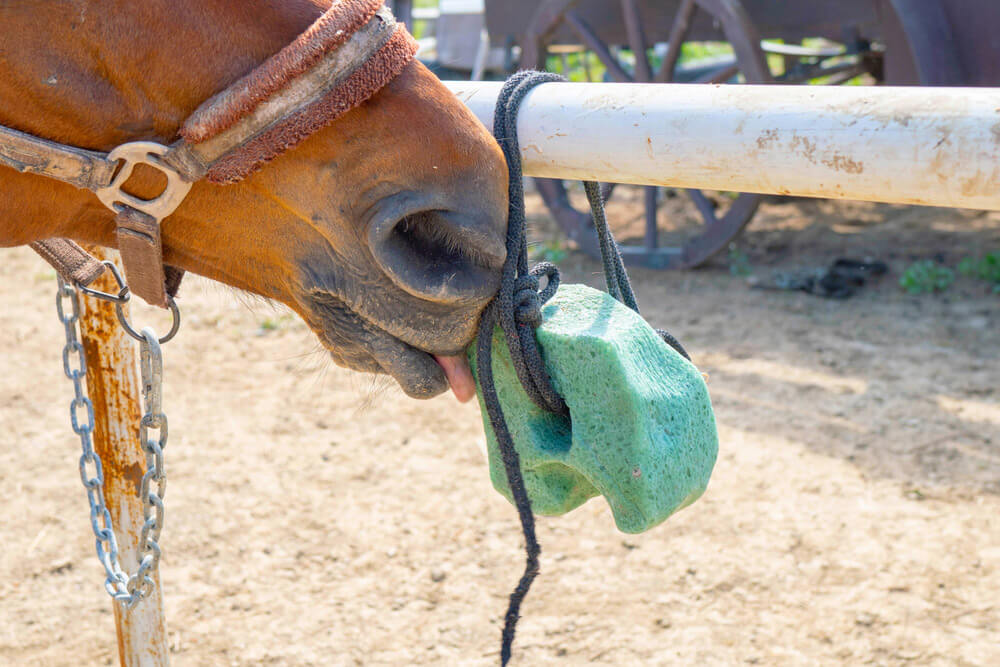 Why Do Horses Need Salt Blocks? • Horsezz