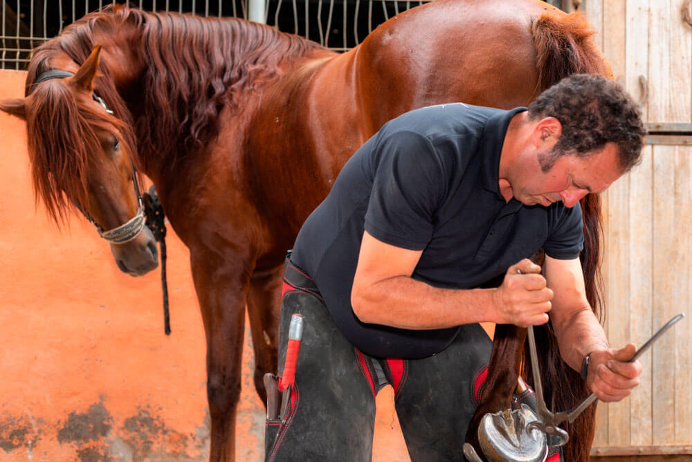 horse is looking at the farriers work