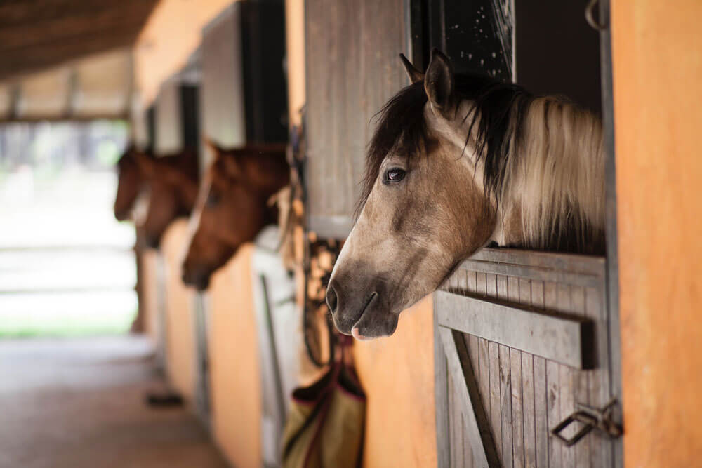 horse is looking from a barn