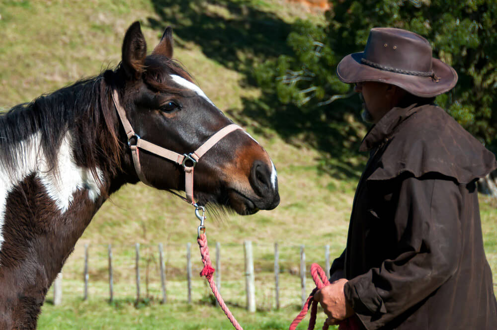 horse is patiently looking at his owner