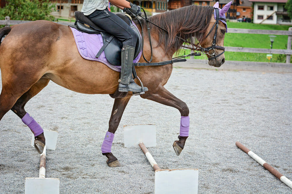 horse is performing in purple tack gear