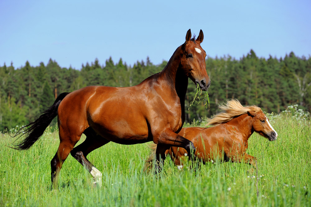 horse is running with a pony