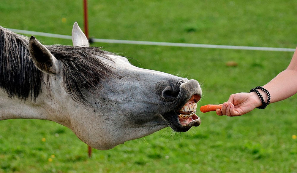 horse is sniffing carrot
